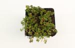 Sedum album 'Coral Carpet'