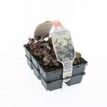 Heuchera mic. 'Palace Purple'