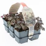 Heuchera mic. 'Palace Purple'
