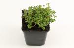 Sedum oreganum