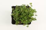 Sedum oreganum