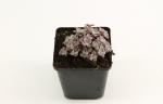Sedum spathulifolium 'Purpureum'