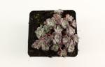 Sedum spathulifolium 'Purpureum'