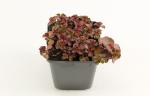 Sedum spurium 'Fuldaglut'