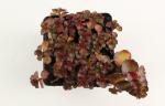 Sedum spurium 'Fuldaglut'