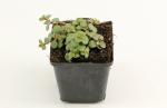 Sedum spurium 'Splendens'