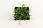 Sesleria caerulea