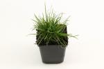 Sesleria caerulea