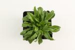 Silene schafta 'Splendens'
