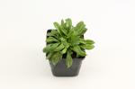 Silene schafta 'Splendens'