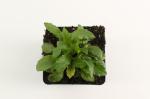 Solidago 'Goldkind'