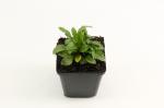 Solidago 'Goldkind'
