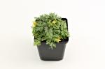 Tanacetum (C) 'Robinson's Red'