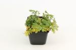 Tanacetum (C) 'Robinson's Rose'