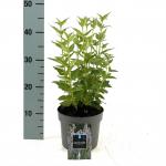 Agastache 'Blue Fortune'