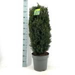 Taxus media 'Hillii'