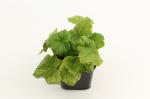 Tellima grandiflora