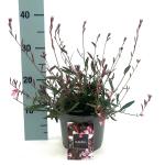 Gaura l. 'Siskiyou Pink'