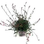 Gaura l. 'Siskiyou Pink'