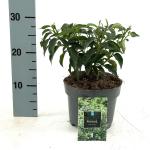Prunus lusitanica 'Angustifolia'