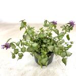 Lamium mac. 'Beacon Silver'