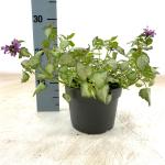 Lamium mac. 'Beacon Silver'