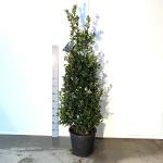 Ilex meserv. Heckenfee