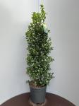 Ilex meserv. Heckenfee