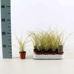 Carex brunnea 'Jenneke'