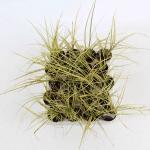 Carex brunnea 'Jenneke'