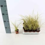 Carex brunnea 'Jenneke'