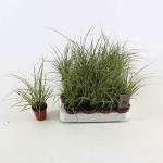 Carex brunnea 'Jubilo'