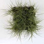 Carex brunnea 'Jubilo'