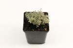 Thymus citriod. 'Silver Queen'