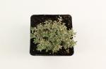 Thymus citriod. 'Silver Queen'