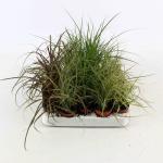 Carex Gemengd