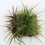 Carex Gemengd
