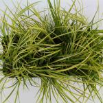 Acorus gramineus 'Ogon'