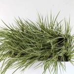 Acorus calamus 'Variegatus'