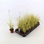 Carex brunnea 'Jenneke'