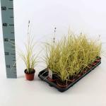 Carex brunnea 'Jenneke'