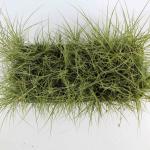 Carex brunnea 'Jubilo'