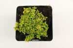 Thymus citriod. 'Aureus'