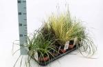 Carex Gemengd