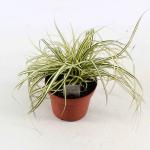 Carex oshim. 'Evergold'