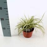 Carex oshim. 'Evergold'