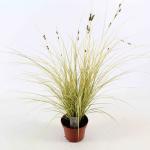 Carex brunnea 'Jenneke'