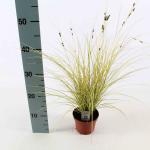 Carex brunnea 'Jenneke'