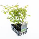 Carpinus betulus
