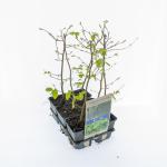 Carpinus betulus